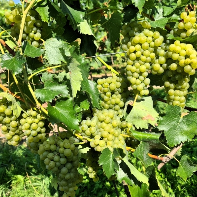 Felicia 20250812 112147